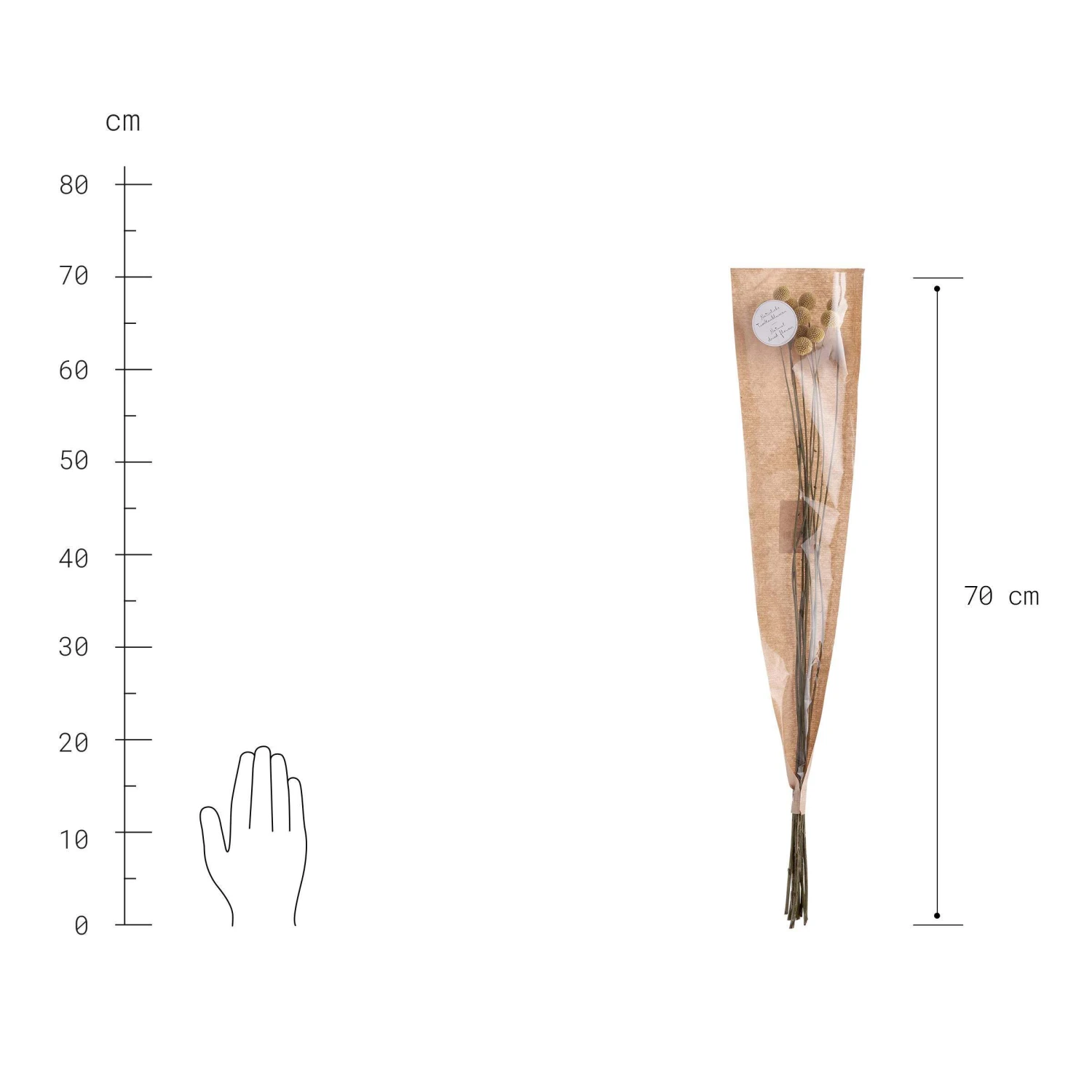 Trockenblumen Craspedia Länge 70cm FLOWER MARKET in Gelb Trockenblumen Craspedia Länge 70cm FLOWER MARKET In Gelb -Butlers Geschäft butlers trockenblumen craspedia lange 70cm flower market in gelb 2